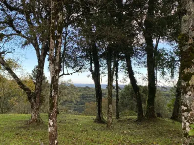 Lote/Terreno à venda, 1593m² no Tres Pinheiros, Gramado
