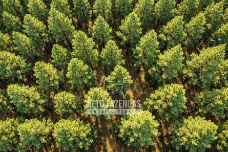 Fazenda/Sítio à venda, 36300000m² no , Cruz Machado