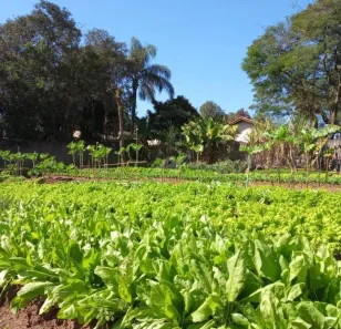Lote/Terreno à venda, 1466m² no Village Campinas, Campinas