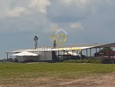 Fazenda/Sítio com 3 Quartos à venda, 5200m² no , Cocalinho