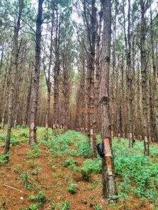 Fazenda/Sítio à venda, 5500000m² no Vila Mazzei, Itapetininga