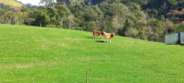 Fazenda/Sítio com 3 Quartos à venda, 31243m² no , Alfredo Wagner
