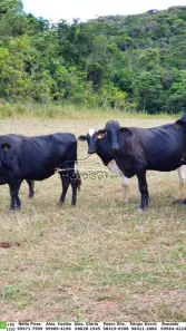 Fazenda/Sítio com 4 Quartos à venda, 80m² no , Campanário