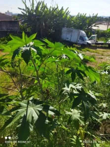 Lote/Terreno para alugar, 500m² no Jardim das Indústrias, Jacareí