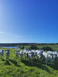 Fazenda/Sítio com 3 Quartos à venda, 200000m² no , Monte Alegre