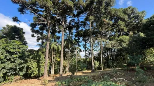 Fazenda/Sítio com 6 Quartos à venda, 140m² no São Miguel, Curitiba
