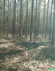 com 10 Quartos à venda, 14600m² no Centro, Brasilândia de Minas