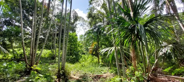 Lote/Terreno à venda, 50000m² no , Santa Bárbara do Pará
