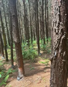 Fazenda/Sítio com 2 Quartos à venda, 100m² no Área Rural de Capão Bonito, Capão Bonito