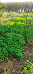 Fazenda/Sítio com 3 Quartos à venda, 180m² no , Bady Bassitt