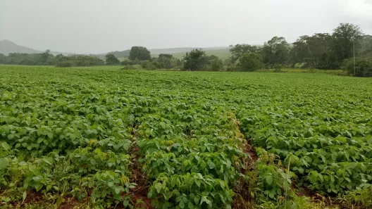 Fazenda/Sítio com 3 Quartos à venda, 117m² no , Cezarina
