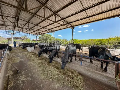 Fazenda/Sítio com 2 Quartos à venda, 190000m² no , São Gonçalo do Amarante