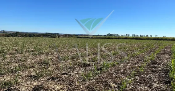 Fazenda/Sítio à venda, 229000m² no Área Rural de Rio Claro, Rio Claro