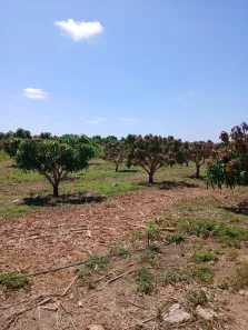 Fazenda/Sítio à venda, 200000m² no Centro, Petrolina