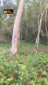 Lote/Terreno à venda, 13000m² no Ratones, Florianópolis
