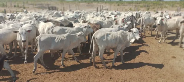 Fazenda/Sítio com 4 Quartos à venda, 18000000m² no Ponta Negra, Natal