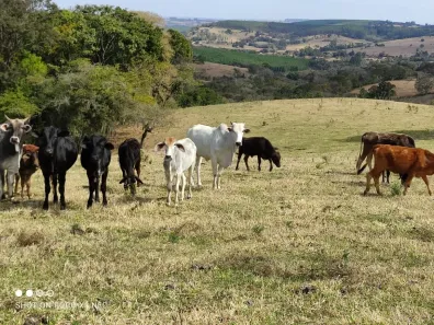 Fazenda/Sítio com 2 Quartos à venda, 50m² no , Angatuba