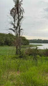 Fazenda/Sítio à venda, 1000m² no Comunidade Rochedo, Piracanjuba