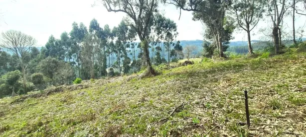 Fazenda/Sítio à venda, 48000m² no , Alfredo Wagner