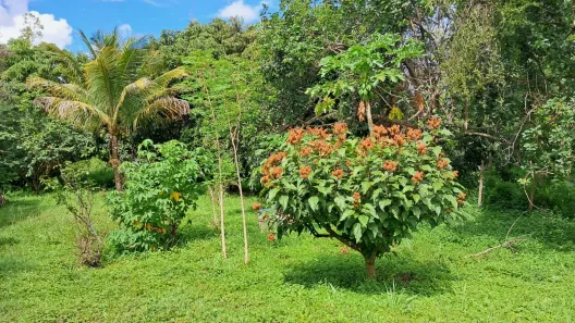 Fazenda/Sítio com 2 Quartos à venda, 440000m² no Córrego Rico, Planaltina