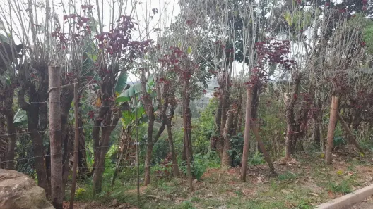 Lote/Terreno à venda, 6000m² no Guaçu, São Roque