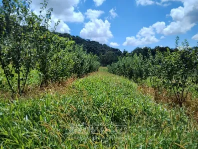 Fazenda/Sítio com 1 Quarto à venda, 202337m² no Galópolis, Caxias do Sul