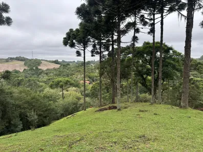 Fazenda/Sítio à venda, 29000m² no Área Rural de Campo Largo, Campo Largo