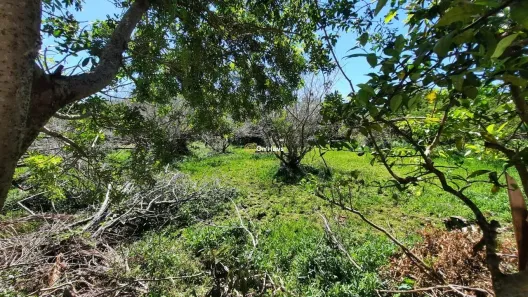 Lote/Terreno à venda, 386m² no Pântano do Sul, Florianópolis