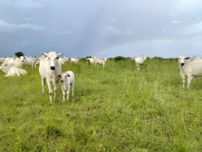 Fazenda/Sítio à venda, 1200000m² no Potengi, Natal