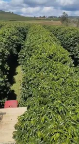 Fazenda/Sítio à venda, 19553600m² no , Capelinha