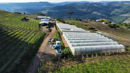 Fazenda/Sítio à venda, 110000m² no , Monte Belo do Sul