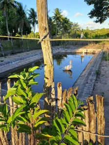Fazenda/Sítio com 5 Quartos à venda, 45000m² no Mumbaba, João Pessoa