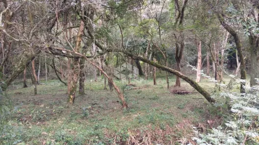 Lote/Terreno à venda, 4355m² no Fiuza, Viamão