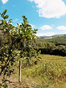 Fazenda/Sítio à venda, 60000m² no São Virgílio, Caxias do Sul