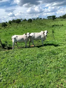 Fazenda/Sítio à venda, 9110000m² no Centro, Rondonópolis