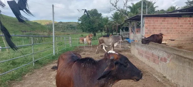 Fazenda/Sítio com 2 Quartos à venda, 200000m² no Área Rural de Cachoeiras de Macacu, Cachoeiras de Macacu
