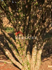 Fazenda/Sítio com 1 Quarto à venda, 4000m² no Parque Nacional, Londrina