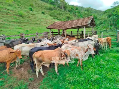 Fazenda/Sítio à venda, 1936000m² no , Rio Preto