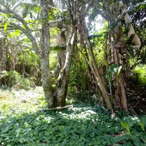 Fazenda/Sítio com 2 Quartos à venda, 2800m² no Parque Guarani, Juiz de Fora