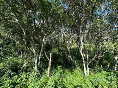 Lote/Terreno à venda, 1494m² no João Paulo, Florianópolis