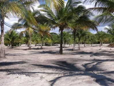 Lote/Terreno à venda, 28648m² no Canavieiras, Canavieiras