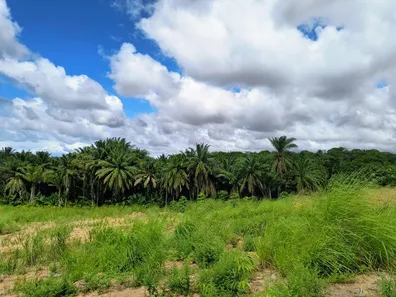 Lote/Terreno à venda, 154000m² no Centro, Cabo de Santo Agostinho