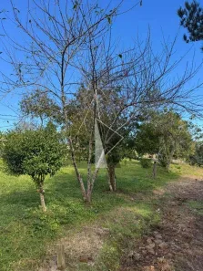 Fazenda/Sítio à venda, 220m² no Rural, Apiúna