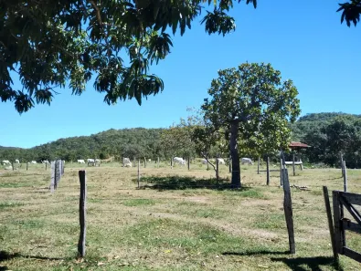 Fazenda/Sítio com 3 Quartos à venda, 17m² no , Araguapaz