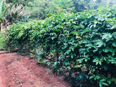 Lote/Terreno à venda, 653m² no , Marechal Floriano