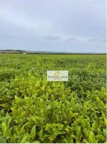 Fazenda/Sítio com 6 Quartos à venda, 900m² no Paz do Salobro, Canarana