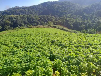 com 3 Quartos à venda, 1580000m² no Piaçu, Muniz Freire