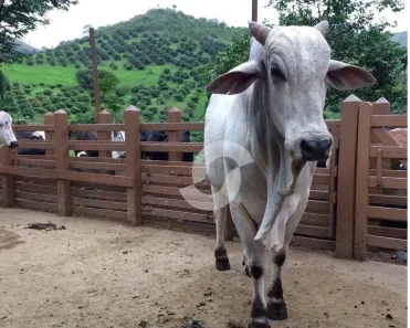 Fazenda/Sítio com 2 Quartos à venda, 480000m² no , Carmo