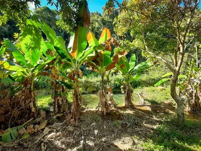 Fazenda/Sítio com 4 Quartos à venda, 254m² no Santa Cândida, Vinhedo