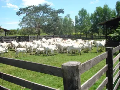 Fazenda/Sítio com 3 Quartos à venda, 23435280m² no Zona Rural, Natividade